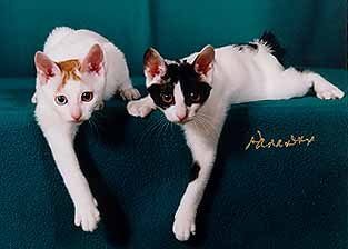 japanese bobtail for sale