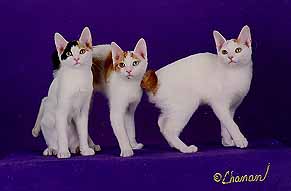 [mi-keJapanese Bobtail kittens]